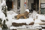 2013 12 febbraio (9) M.jpg